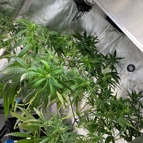 Mohan Poison #1 growlog timeline photo