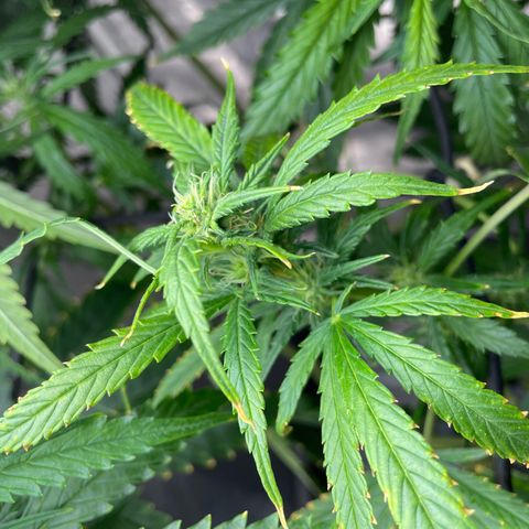 Mohan Poison #1 growlog timeline photo