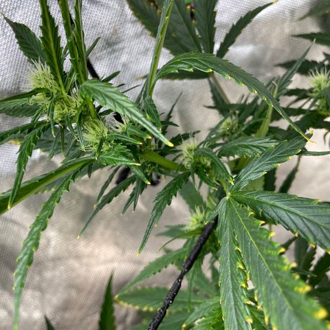 Mohan Poison #1 growlog timeline photo
