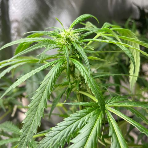 Mohan Poison #1 growlog timeline photo