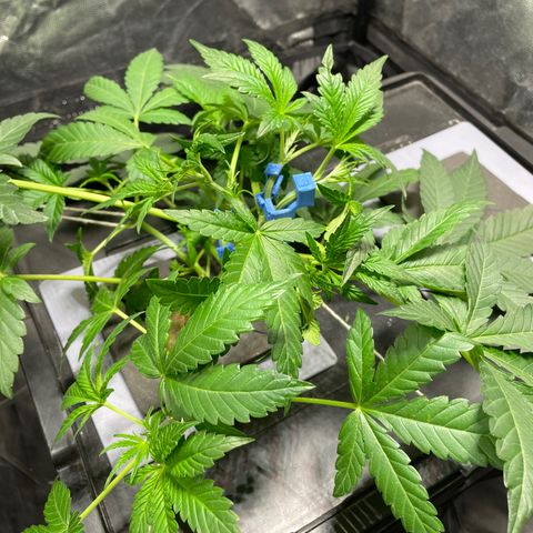 Auto Citrus Skunk growlog timeline photo