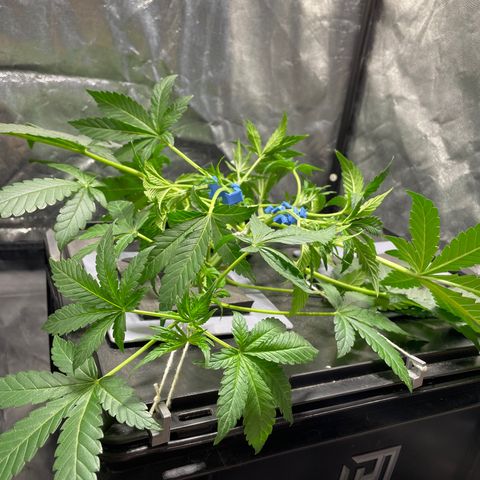 Auto Citrus Skunk growlog timeline photo
