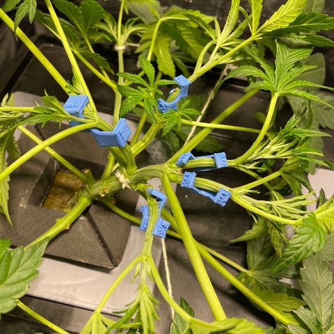 Auto Citrus Skunk growlog timeline photo