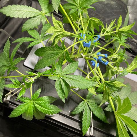 Auto Citrus Skunk growlog timeline photo