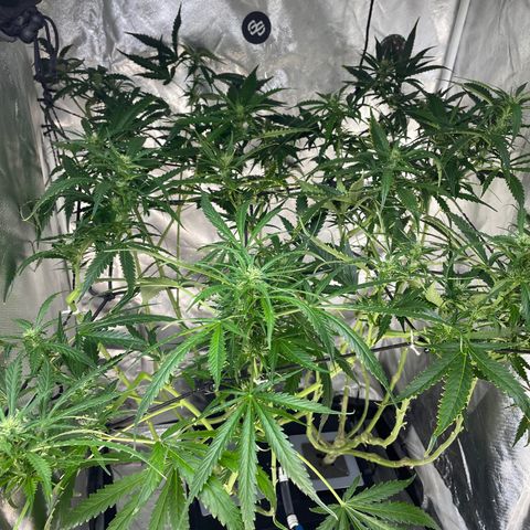 Mohan Poison #1 growlog timeline photo