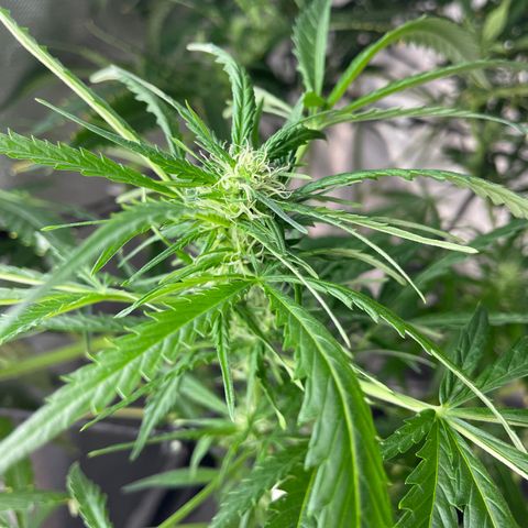 Mohan Poison #1 growlog timeline photo