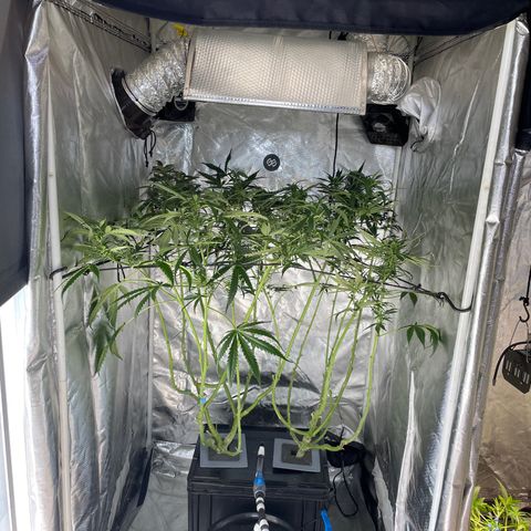 Mohan Poison #1 growlog timeline photo