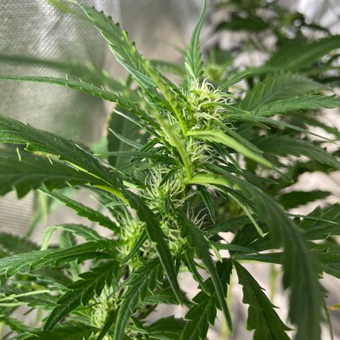 Mohan Poison #1 growlog timeline photo