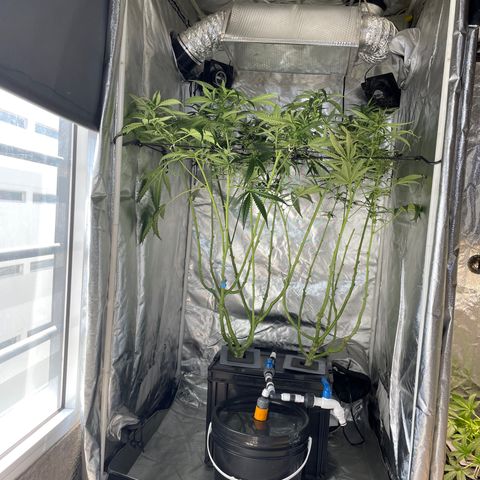 Mohan Poison #1 growlog timeline photo
