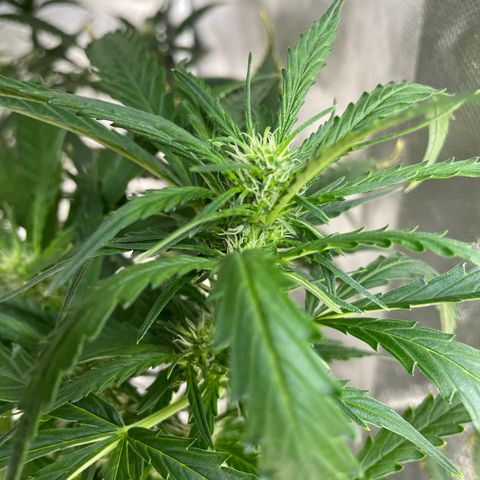Mohan Poison #1 growlog timeline photo