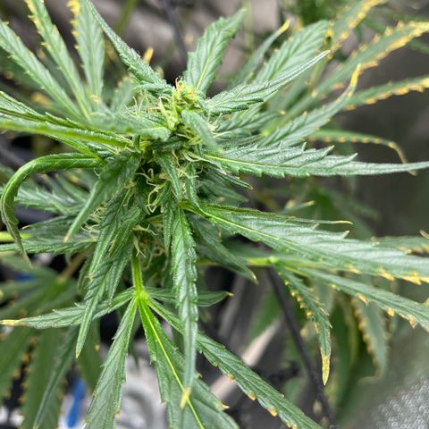 Mohan Poison #1 growlog timeline photo