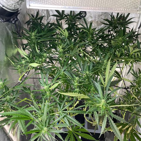 Mohan Poison #1 growlog timeline photo
