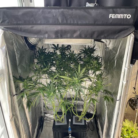 Mohan Poison #1 growlog timeline photo