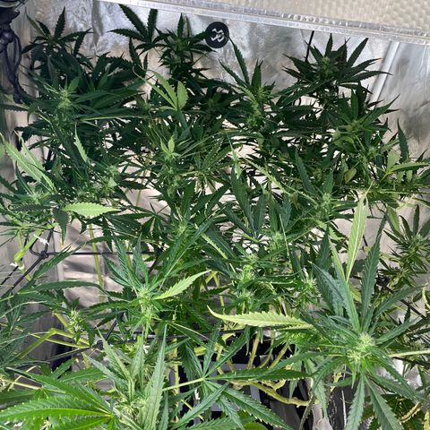 Mohan Poison #1 growlog timeline photo