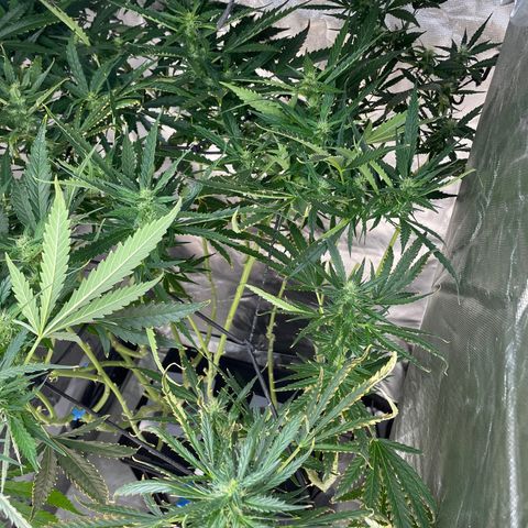 Mohan Poison #1 growlog timeline photo