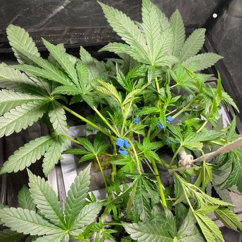 Auto Citrus Skunk growlog timeline photo
