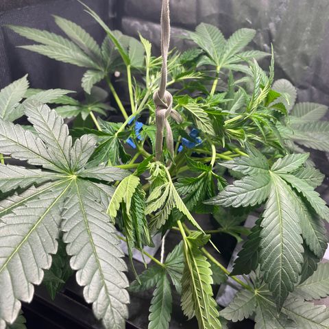 Auto Citrus Skunk growlog timeline photo