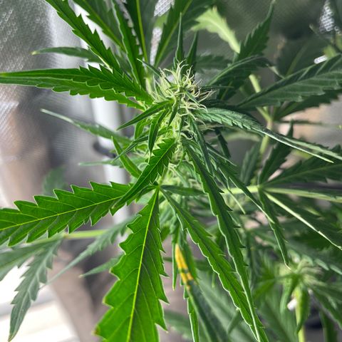 Mohan Poison #1 growlog timeline photo