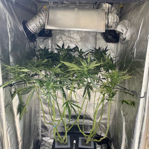 Mohan Poison #1 growlog timeline photo