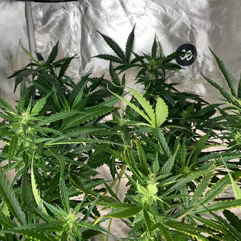 Mohan Poison #1 growlog timeline photo