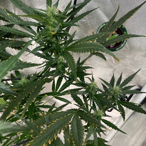 Mohan Poison #1 growlog timeline photo