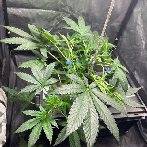 Auto Citrus Skunk growlog timeline photo