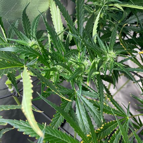 Mohan Poison #1 growlog timeline photo