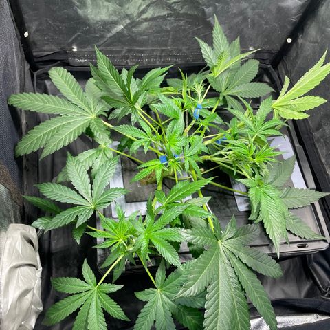 Auto Citrus Skunk growlog timeline photo