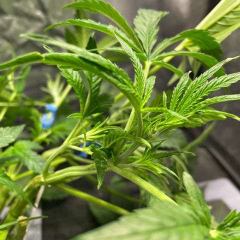 Auto Citrus Skunk growlog timeline photo
