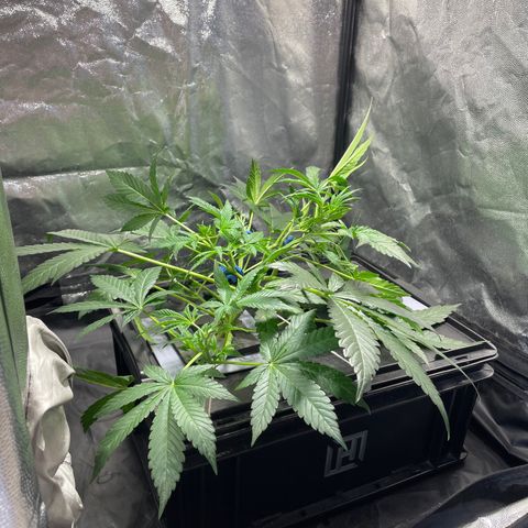 Auto Citrus Skunk growlog timeline photo