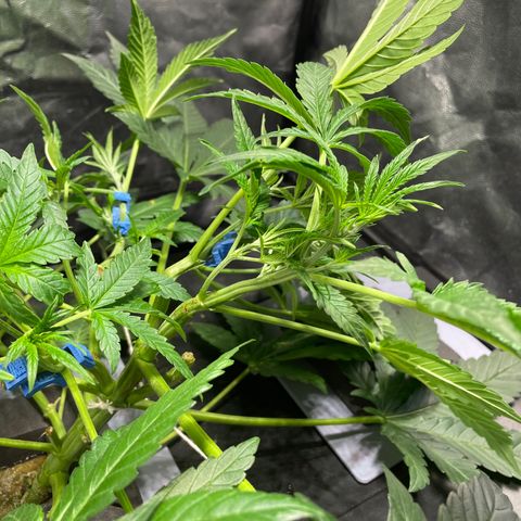 Auto Citrus Skunk growlog timeline photo