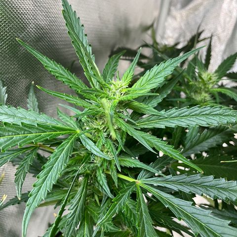 Mohan Poison #1 growlog timeline photo