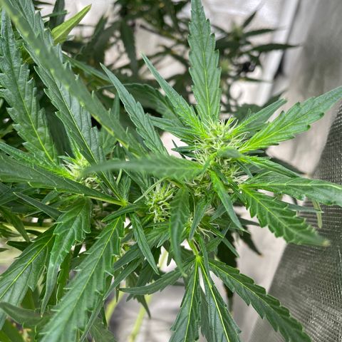 Mohan Poison #1 growlog timeline photo