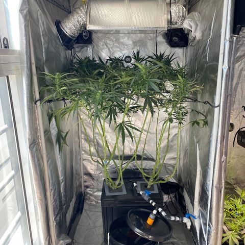 Mohan Poison #1 growlog timeline photo