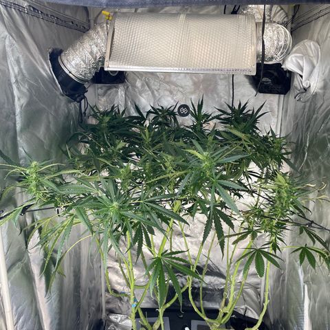Mohan Poison #1 growlog timeline photo