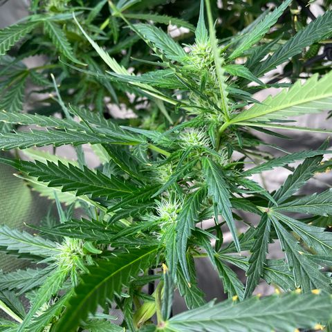 Mohan Poison #1 growlog timeline photo