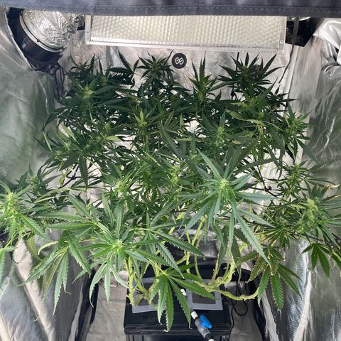 Mohan Poison #1 growlog timeline photo