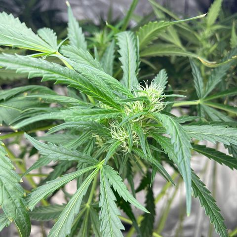 Mohan Poison #1 growlog timeline photo
