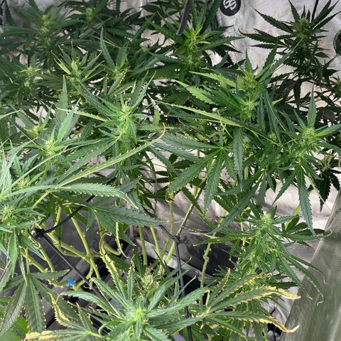 Mohan Poison #1 growlog timeline photo