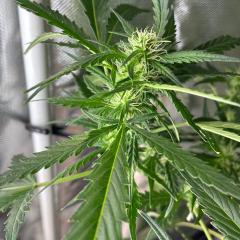 Mohan Poison #1 growlog timeline photo