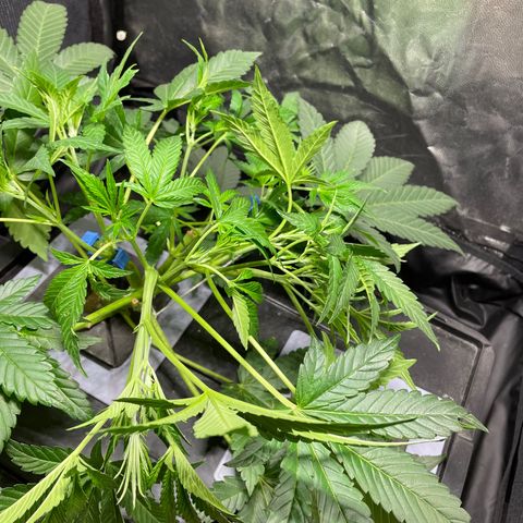 Auto Citrus Skunk growlog timeline photo