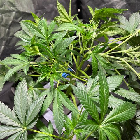Auto Citrus Skunk growlog timeline photo