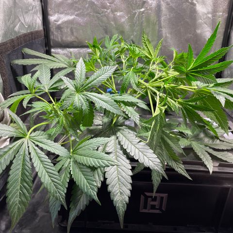 Auto Citrus Skunk growlog timeline photo