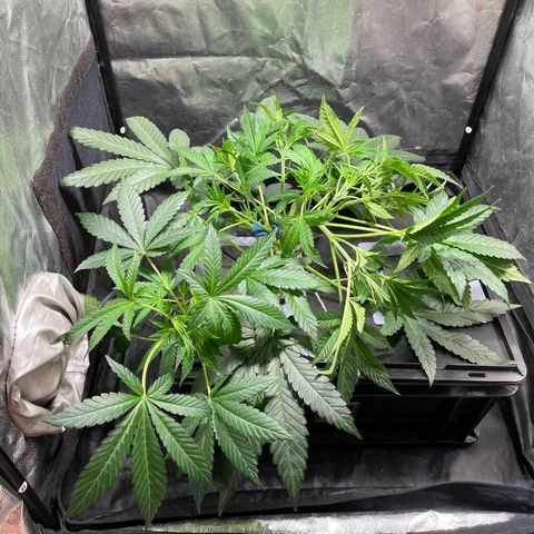 Auto Citrus Skunk growlog timeline photo