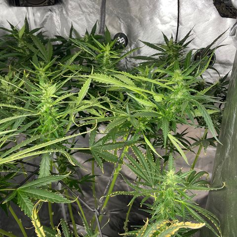 Mohan Poison #1 growlog timeline photo
