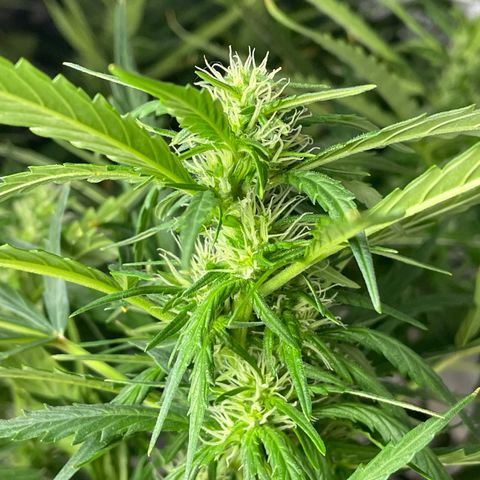 Mohan Poison #1 growlog timeline photo