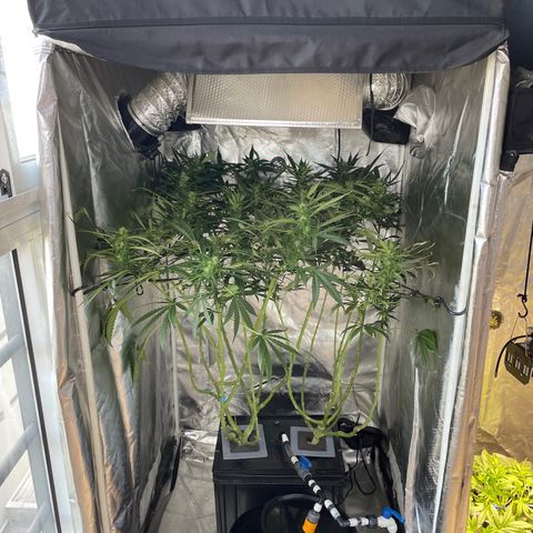 Mohan Poison #1 growlog timeline photo