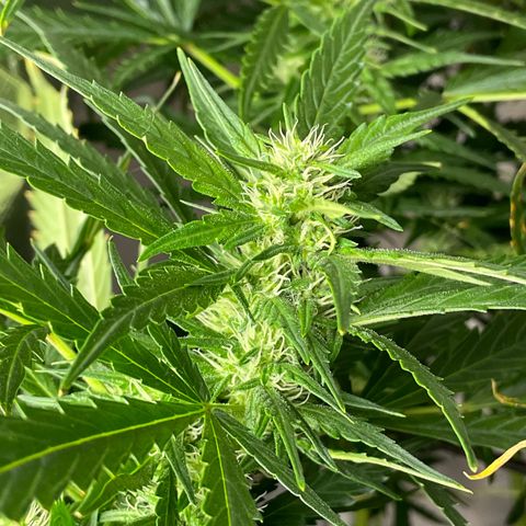 Mohan Poison #1 growlog timeline photo