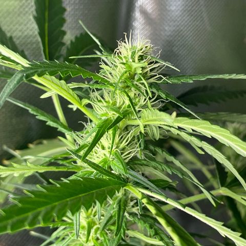Mohan Poison #1 growlog timeline photo