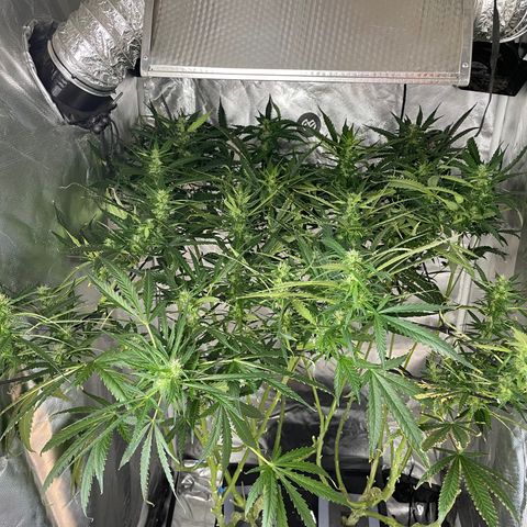 Mohan Poison #1 growlog timeline photo